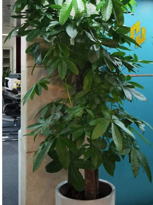 一帆风顺榕树盆景摆放位置、作用和风水禁忌分别有哪些讲究？