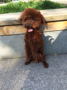 一、宠物托运取件点在哪？！我找疯了！