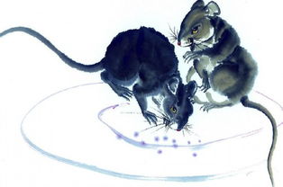 84年女鼠八字命运招财手串适合佩戴吗？