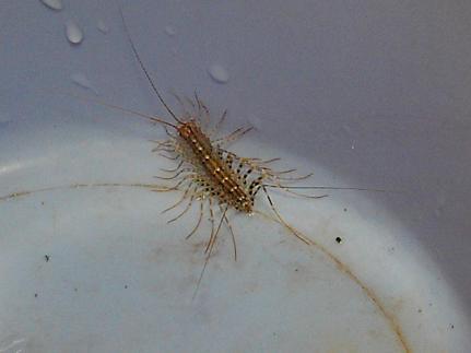 一、 蜈蚣出现之根源及其对居室风水的指示意义