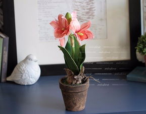 仙人掌等带刺植物的平安考量