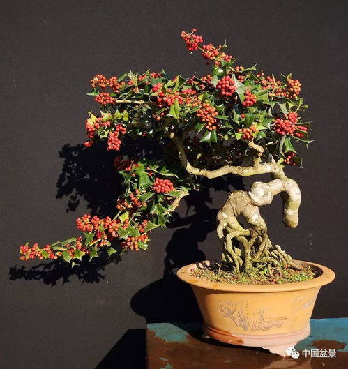 一、 无刺狗骨盆景风水布局的理论基础与实践要义