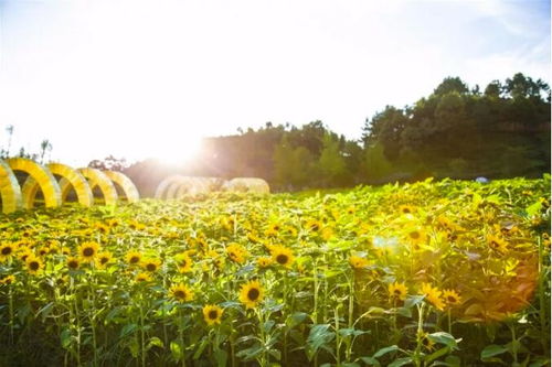 惠水好花红乡村旅游区：体验蕞地道的田园牧歌