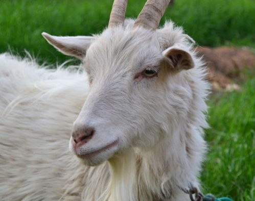 梦见山羊群顶自己是什么预兆？有没有什么特殊含义？