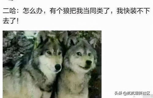 传说中狼为何只有三只脚，九条命的说法从何而来狼的下场又揭示了怎样的道理？