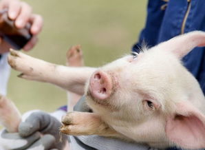 2026年属猪和1971年出生的属猪的人分别适合佩戴什么吉祥物？