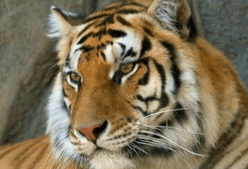 属虎的生辰八字中，申时究竟意味着什么特殊含义？