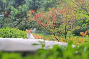 风光正茂春色绿和满地春色红遍野分别指什么生肖？