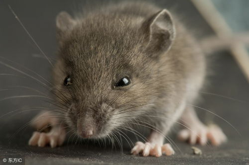 2026年属鼠的人搬家吉日具体是哪一天？有什么特别含义？