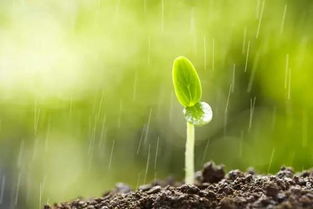 春雨如油的生肖是什么？春光如海指的生肖又是什么生肖？