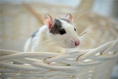 1994年出生的人属什么生肖，现在多少岁了？