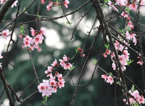 如何化解属相与桃花劫八字相关的运势问题？