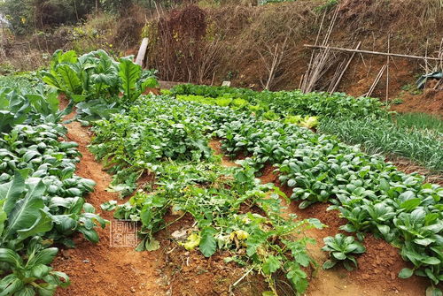 啊这！梦里菜园子大丰收到底啥意思？玄学大揭秘！