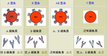 A型血饮食结构及其对体重调控之影响
