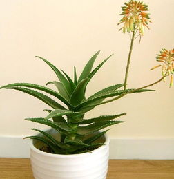 室内摆放芦荟会对家中的风水产生怎样的影响呢？