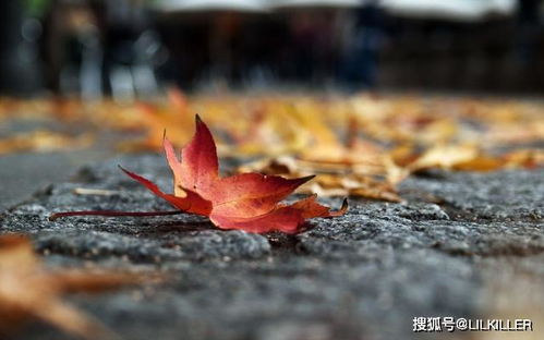 五、 星座命理对事件人物特征的映射
