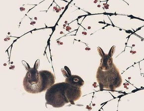 属兔人明年婚姻运势如何，能否顺利？