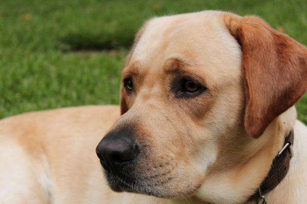 1.1 把这些画面写下来 随手拼接成词语