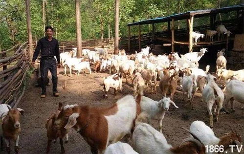 经济效益评估：可行性分析