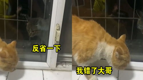 ：夜幕之下“黑猫”意象之初探