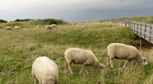 2. 积极行动与机遇捕捉的辩证关系