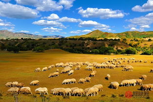 91年属羊的人性格特点及一生运势如何？