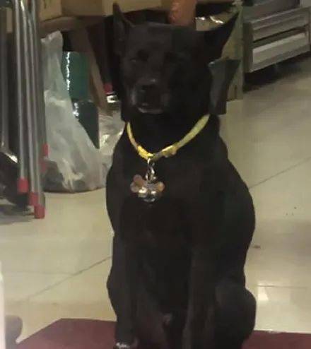 梦见大黑狗亲近自己预示着什么为何会导致与朋友翻脸？