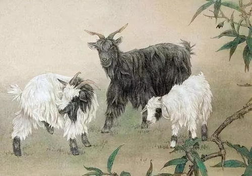 属羊女和属虎男八字相合吗？有没有什么讲究？