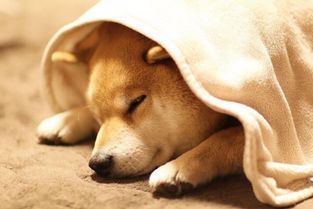 家里养狗对风水有影响吗？楼顶养狗会影响风水吗？