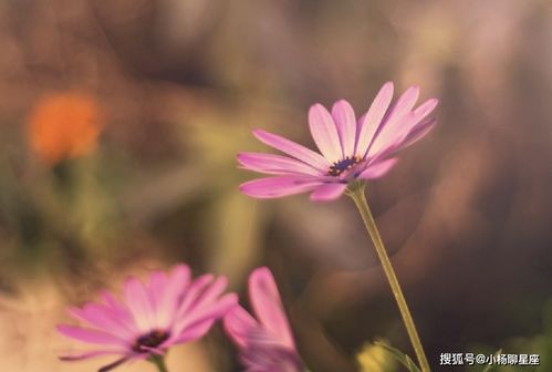1.3 五行失衡对性欲望水平的调节作用
