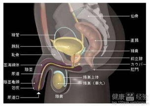 抗氧化活性的分子基础