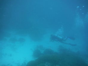 一、  生物学特性的视觉呈现与行为美学解析