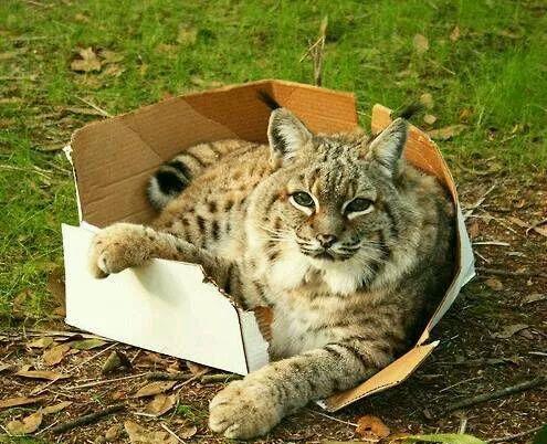 二、较小猫行为学视角：为何偏炎热爱狭隘空间范围？
