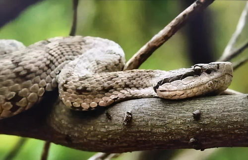 2026年8月出生的蛇宝宝取什么名字好呢？有没有什么寓意吉祥的名字推荐？