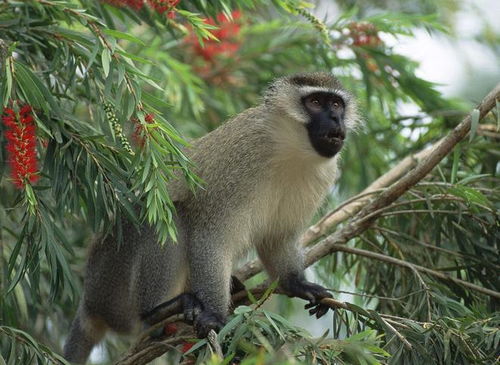属龙属猴的结合生属兔的孩子，这样的组合是否吉利？