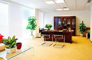 四、 植物点缀：生机勃勃与财运加持