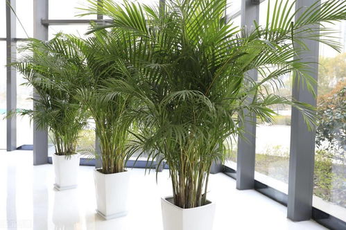 家里不适合养散尾葵，龙尾葵吉凶如何？野生龙尾葵图片大全有哪些？