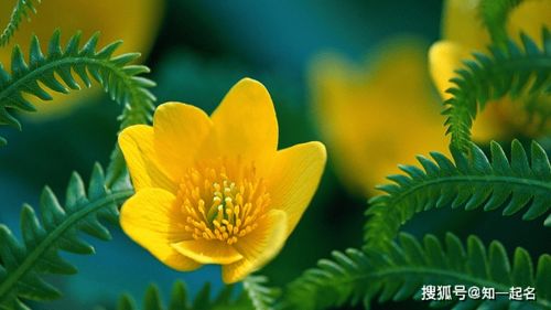 生机勃勃：像一颗小树苗