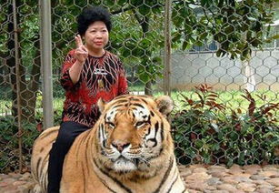 1986年属虎男性在2026年每个月的运势和运气如何？