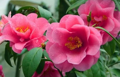 白茶花花象征着什么样的女性特质，可依代表哪种类型的女人？