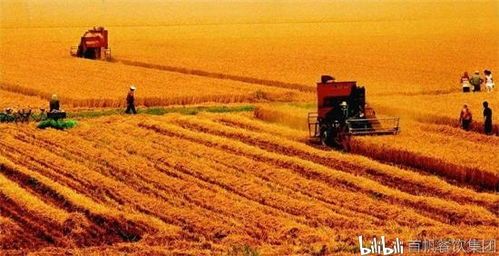 已婚妇女的噩梦！晒麦子=老公要出轨？