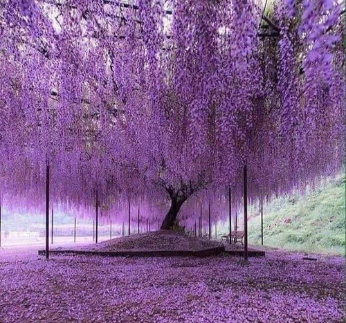 紫藤种植在住宅周围有哪些风水禁忌和讲究？