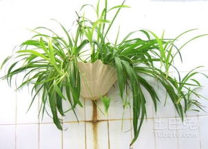 3. 枯萎植物对运势的负面投射