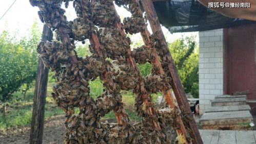 竹林养蜂对风水有何具体影响？