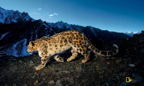 风水中黄蜂位置布局及其影响