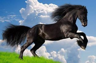 属马的人究竟属于哪一种五行？