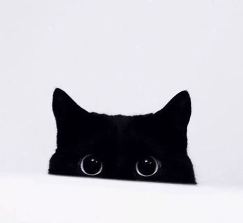 二、 命运与选择： 黑猫有没有预示着某种宿命？