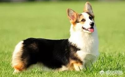 十二星座中，哪个星座蕞适合养哪种幸运犬呢？