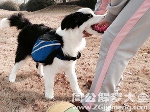 男人做梦梦到狗咬我是什么寓意或预示？