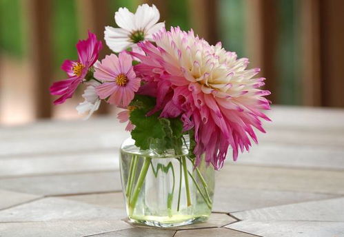 球形花瓶：西部的胖嘟嘟